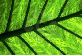 background  macro close up abstract of a  green  black   leaf and his veins in the light 
