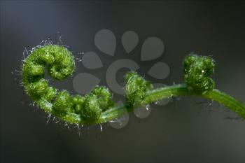 abstract flowering of a fern torsion  in the spring
