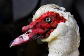 a white duck whit blue eye in portofino italy