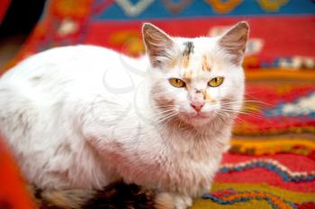 feline in morocco africa and sweet face