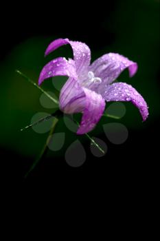 violet flower Campanula Rapunculus campanulacee  in the black