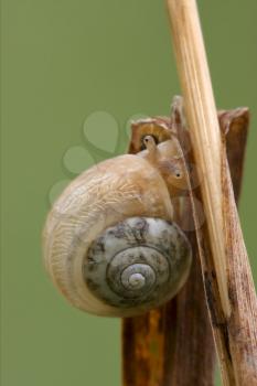 side and head of wild brown snail gastropoda  phyla minori on a green leaf  in the bush