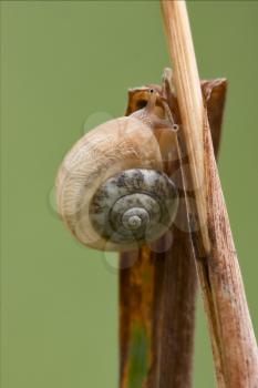 side and head of wild brown snail gastropoda  phyla minori on a green leaf  in the bush