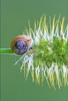 side of wild brown snail gastropoda  phyla minori on a flower  in the bush