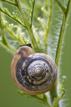 side of wild brown snail gastropoda  phyla minori on a green leaf  in the bush