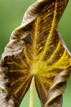 abstract brown yellow in a leaf and the  autumn
