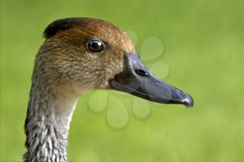 side of duck whit black eye in republica dominicana