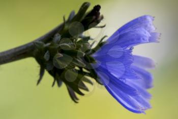 flower close up of a blue composite  cichorium intybus pumilium 