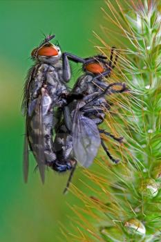 two flies in love on a green flower muscidae helina obscurata mydaea corni musca domestica