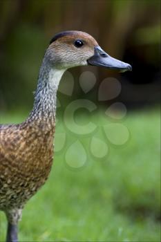 side  of duck whit black eye in bush republica dominicana 