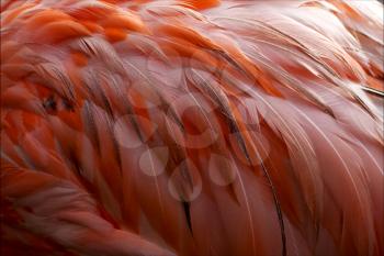 pink flamengo   plumage  abstract in republica dominicana
