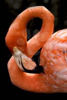 pink flamengo  whit yellow eye in republica dominicana