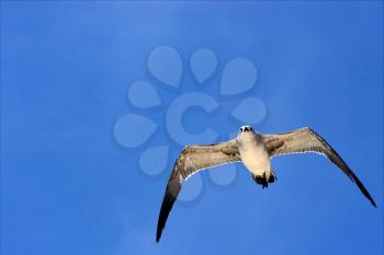 the down of sea gull flying  in the sky in mexico playa del carmen