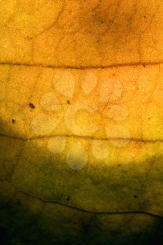  macro close up abstract of a green yellow red leaf and his veins in the light background