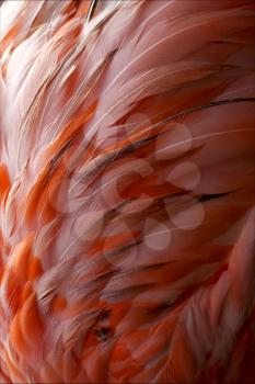 pink flamengo   plumage  abstract in republica dominicana