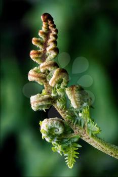 abstract flowering of a fern torsion  in the spring
