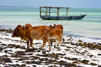 africa cow coastline boat pirague in the  blue lagoon relax  of zanzibar 