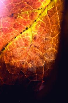 background  macro close up abstract of a  yellow red  black brown leaf and his veins in the light 