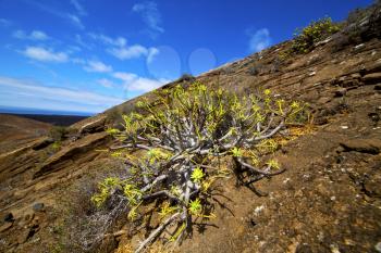 flower  bush timanfaya  in los volcanes volcanic rock stone sky  hill and summer  lanzarote spain plant 
