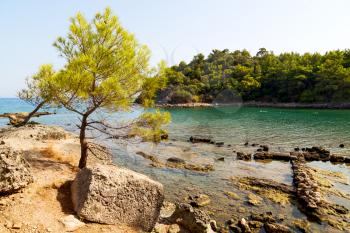 in the mediterranean see turkey europe  pine plant and tree 