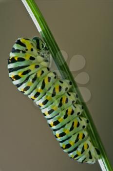 a Papilionidae in a green tree of wild fennel