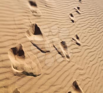 abstract texture line wave in oman the old desert  and the empty quarter  blurred
