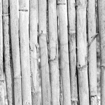 background     texture bamboo wood and plant in the abstract 