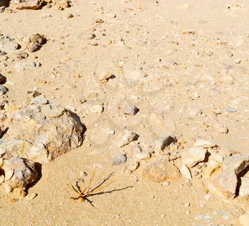 the empty quarter  and outdoor   sand  dune in oman old desert rub   al khali 