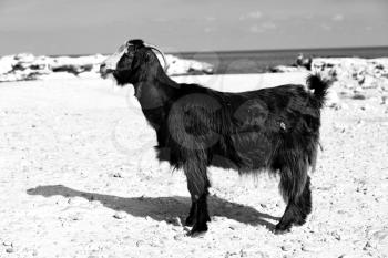 near the rock sea  and bush in oman goat alone 