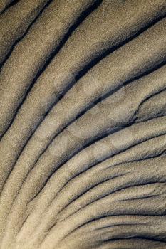  abstract texture of a  dry sand and the beach lanzarote spain
