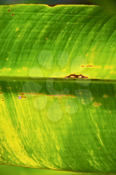  thailand in the light  abstract leaf and his veins background  of a  green  black   kho samui bay  