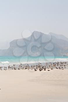 the mountain and sea seagull full  in oman coastline of salalah 