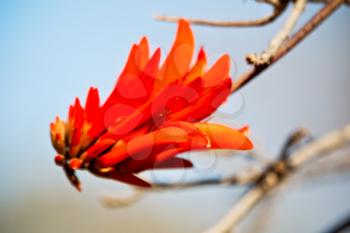 in south africa close up of erythrina lysistemon flower plant and clear sky