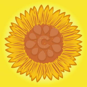 Flowering big sunflower with detailed florets images on yellow background. Stylized hand drawing vector illustration