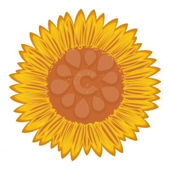 Large flowering sunflower with detailed florets, hand drawing vector illustration 