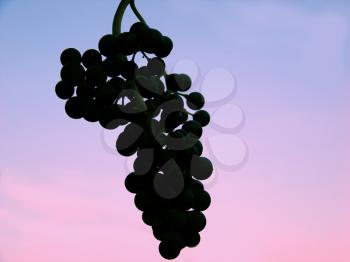 Ripening grape cluster on the background of evening cloudless sky