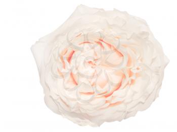 Cream colored rose isolated on white background