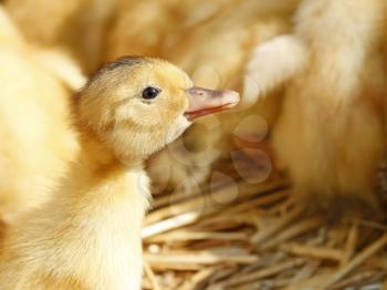 One funny yellow duckling against the background of his flock