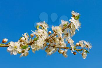 Flowering cherry twig against the background of blue sky