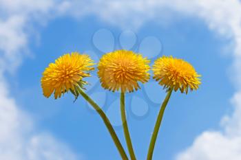 Three dandelion flowers on a background of a blue sky with clouds