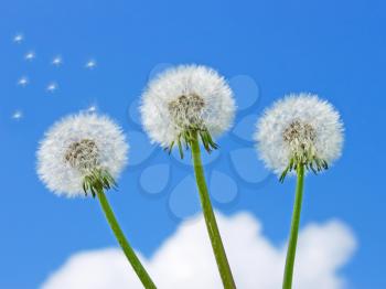 Three dandelion plants on a background of a blue sky with clouds