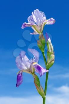 Iris flowers on a background of a blue sky