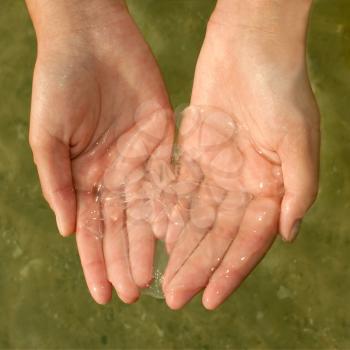 Small translucent jellyfish in women hands