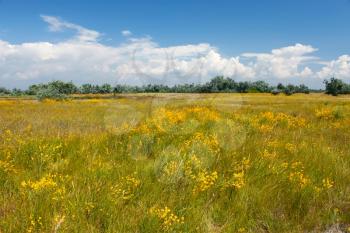 Various summer grass, wildflowers and on the meadow. Kinburn Spit, Ukraine