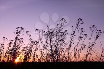 Sunset in the fall and dried grass. Silhouettes of weeds in the foreground. The multicolor glow. Edited