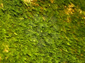 The moss growing on limestone rocks. Late autumn