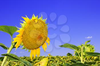 Sunflower head during the ripening over the sunflower field against a background blue sky