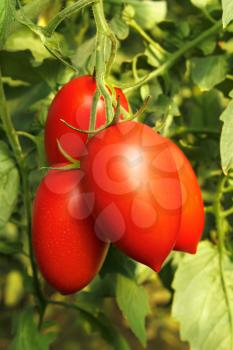 Bunch with elongated ripe red tomatoes growing in the greenhouse