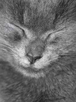 Gray British cat is sleeping. Close up