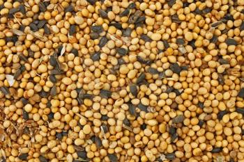 Fodder blends for domestic animals from soybean and sunflower seeds